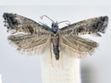 Falseuncaria aberdarensis